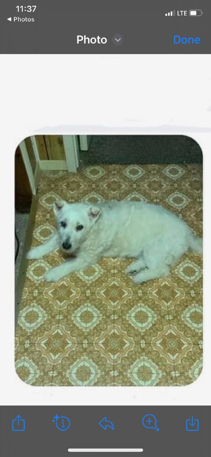 The little white terrier mix dog rescued from the sinking marsh island in Cranberry Lake is pictured cold, muddy and wet in the back of Animal Control Officer Bob Dodson’s truck. The second photo shows the blind dog in warmer, drier times.